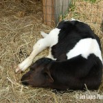 A Cow at Campfire Festival: An Unforgettable Experience